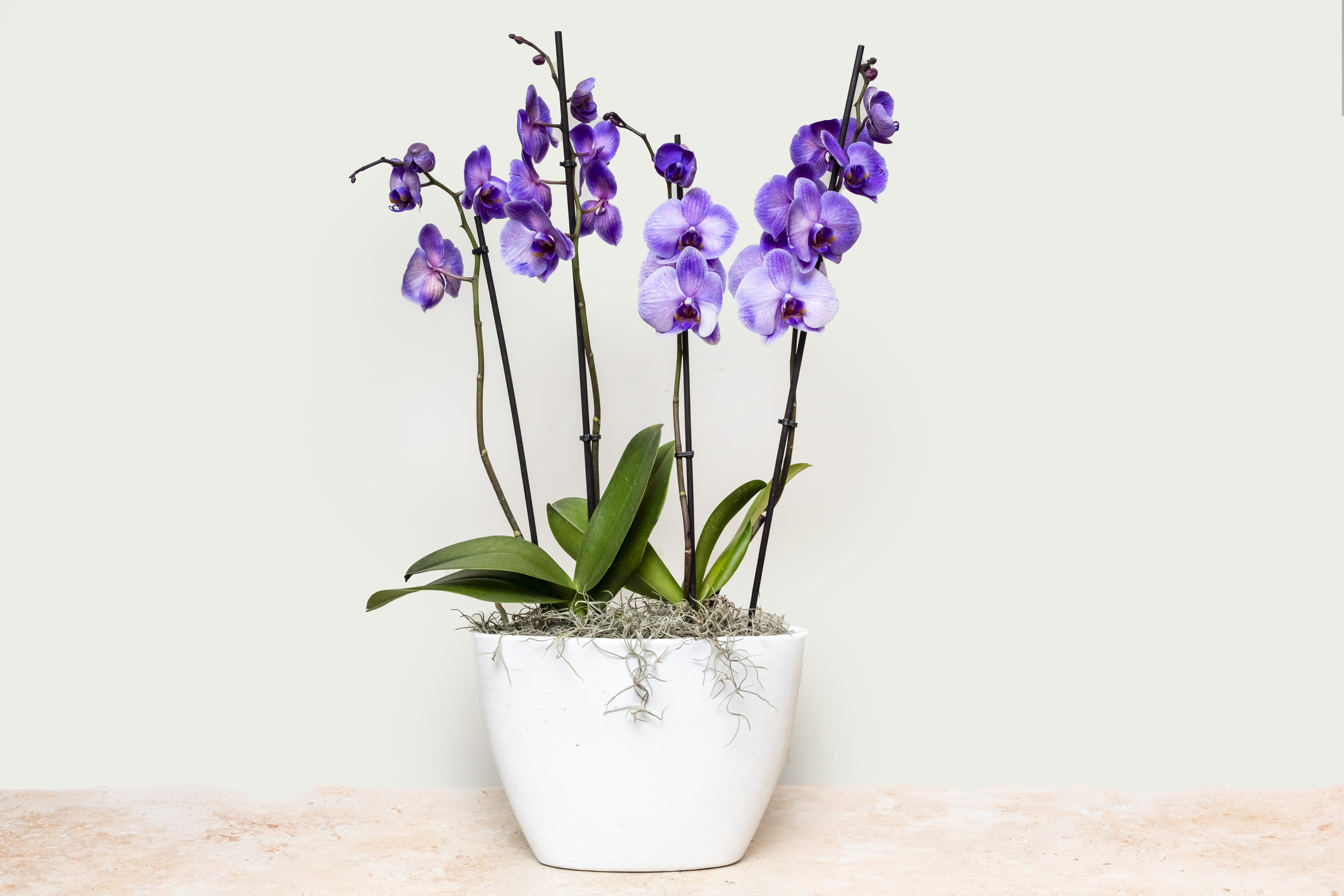 Purple Oval Orchid