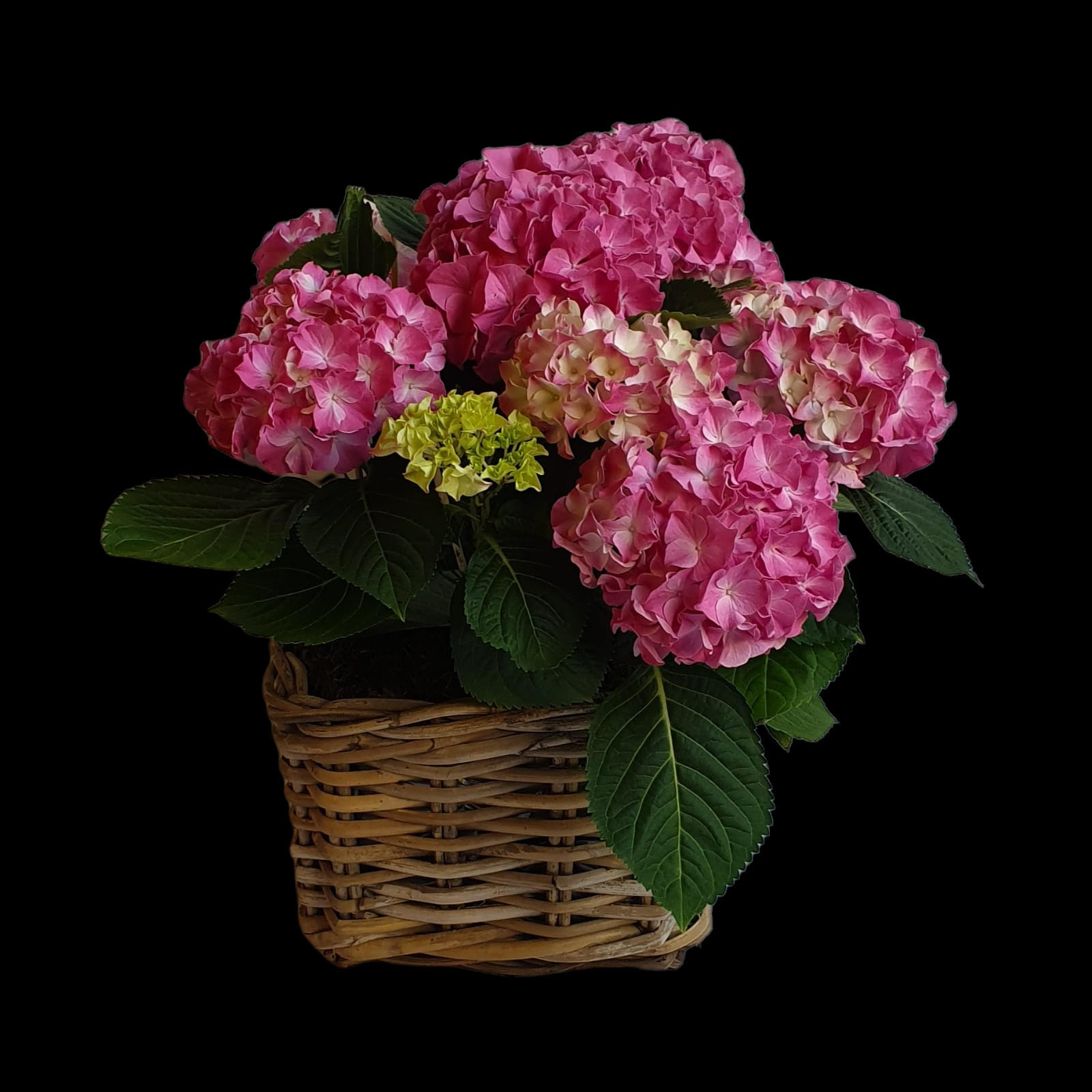 Hydrangea basket