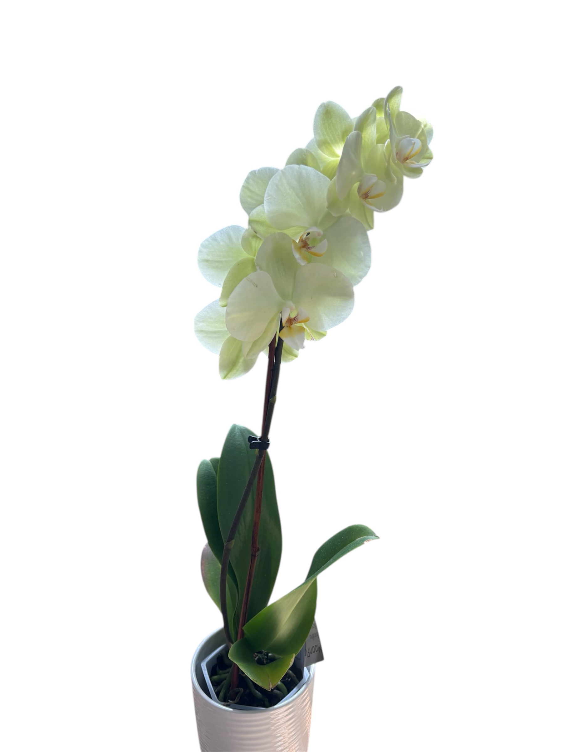 Elegant White Orchid
