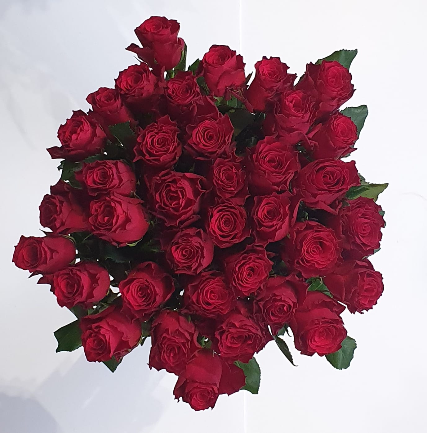 36 Red Roses