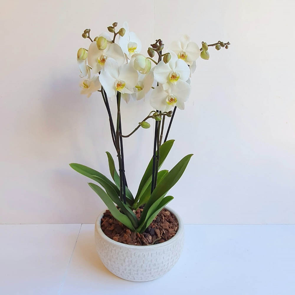 Double White Orchid
