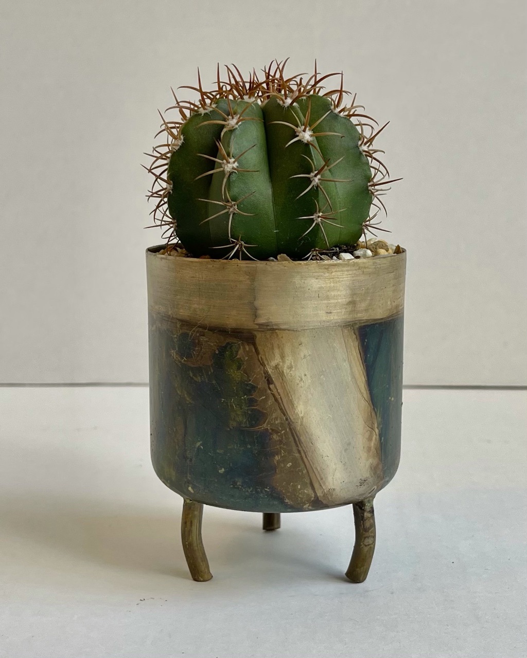 Petite Cactus