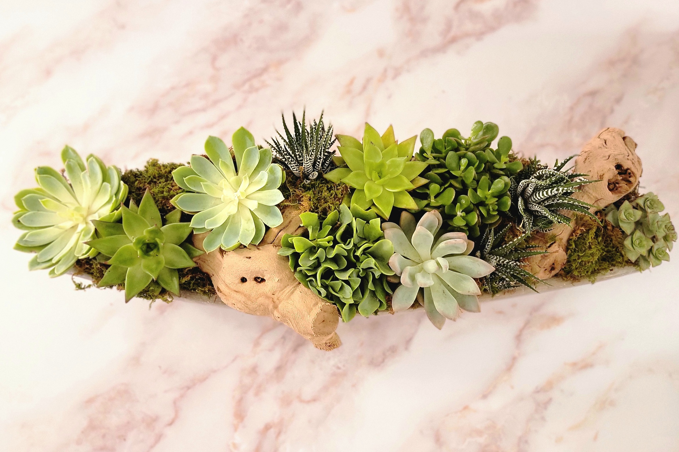 Succulents Ship