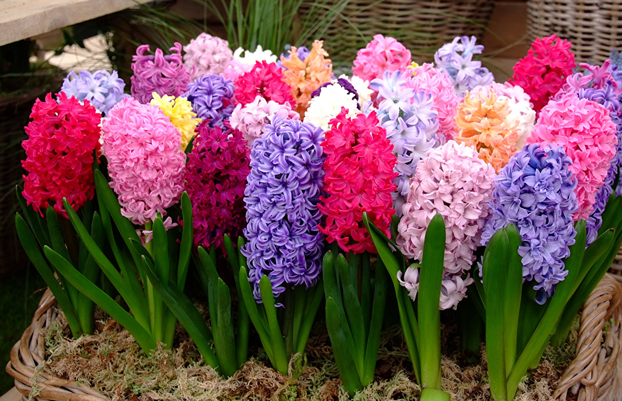 Hyacinths 