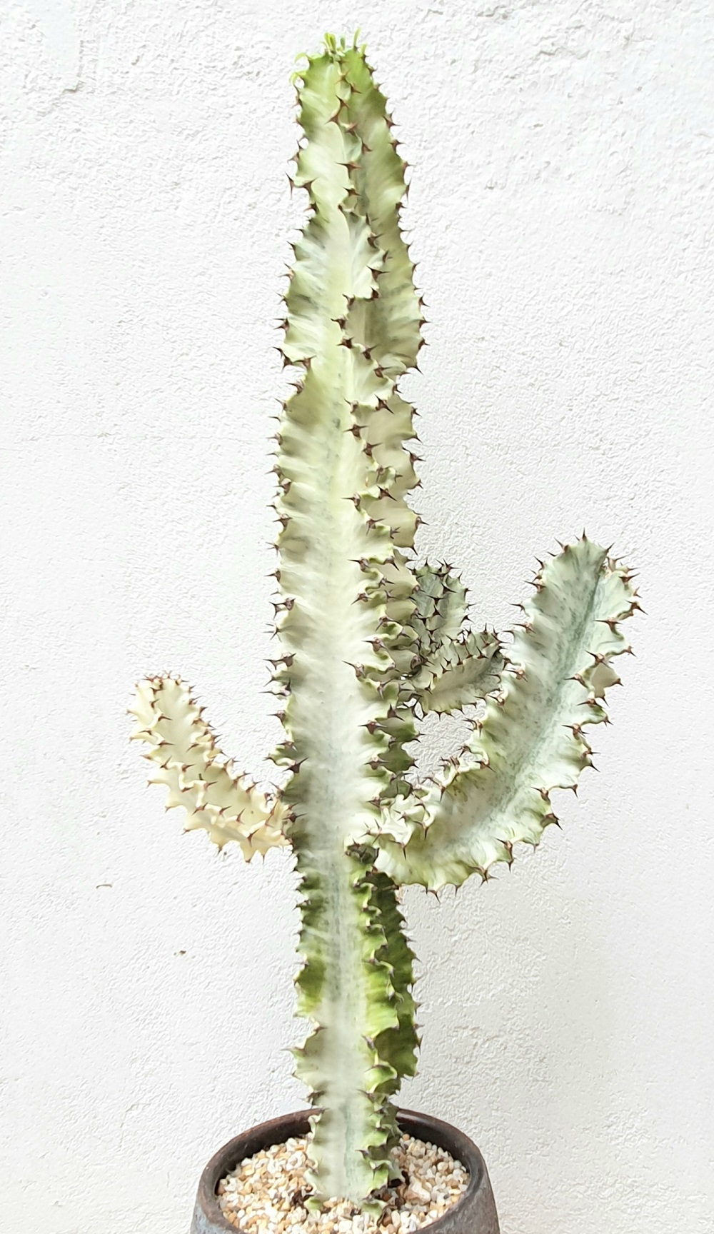 Tall specimen cactus