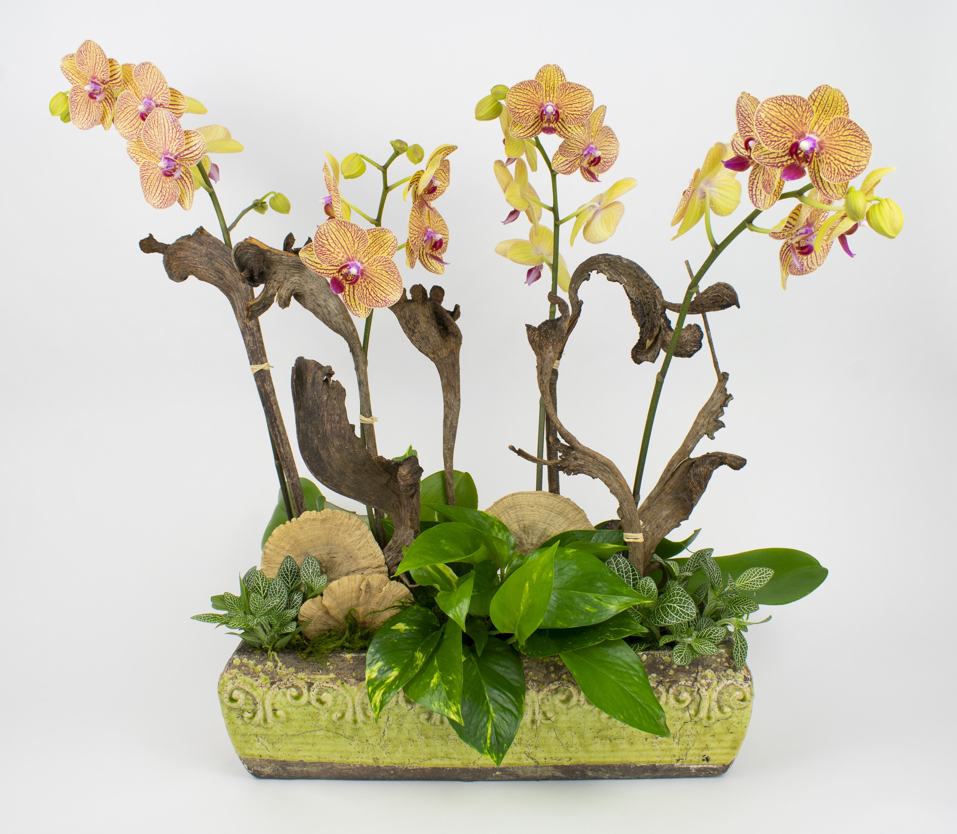 Golden Sunrise Orchid