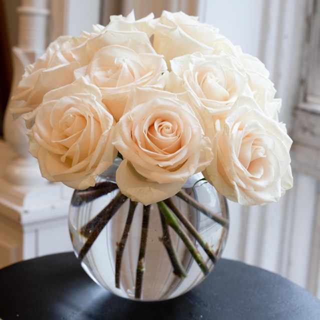 Ivory Roses