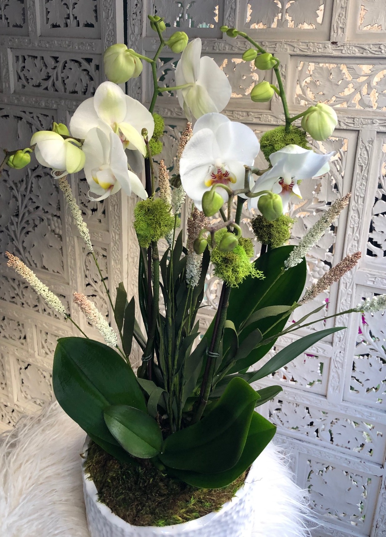 Double White Orchid
