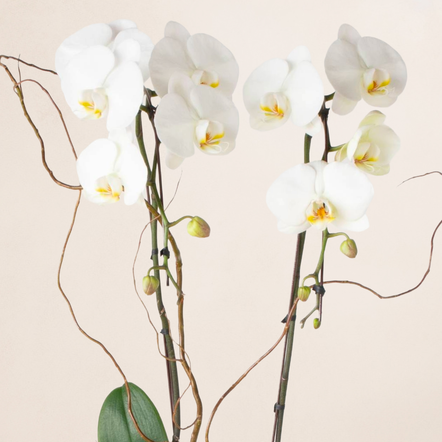 2 Stems Potted Orchid