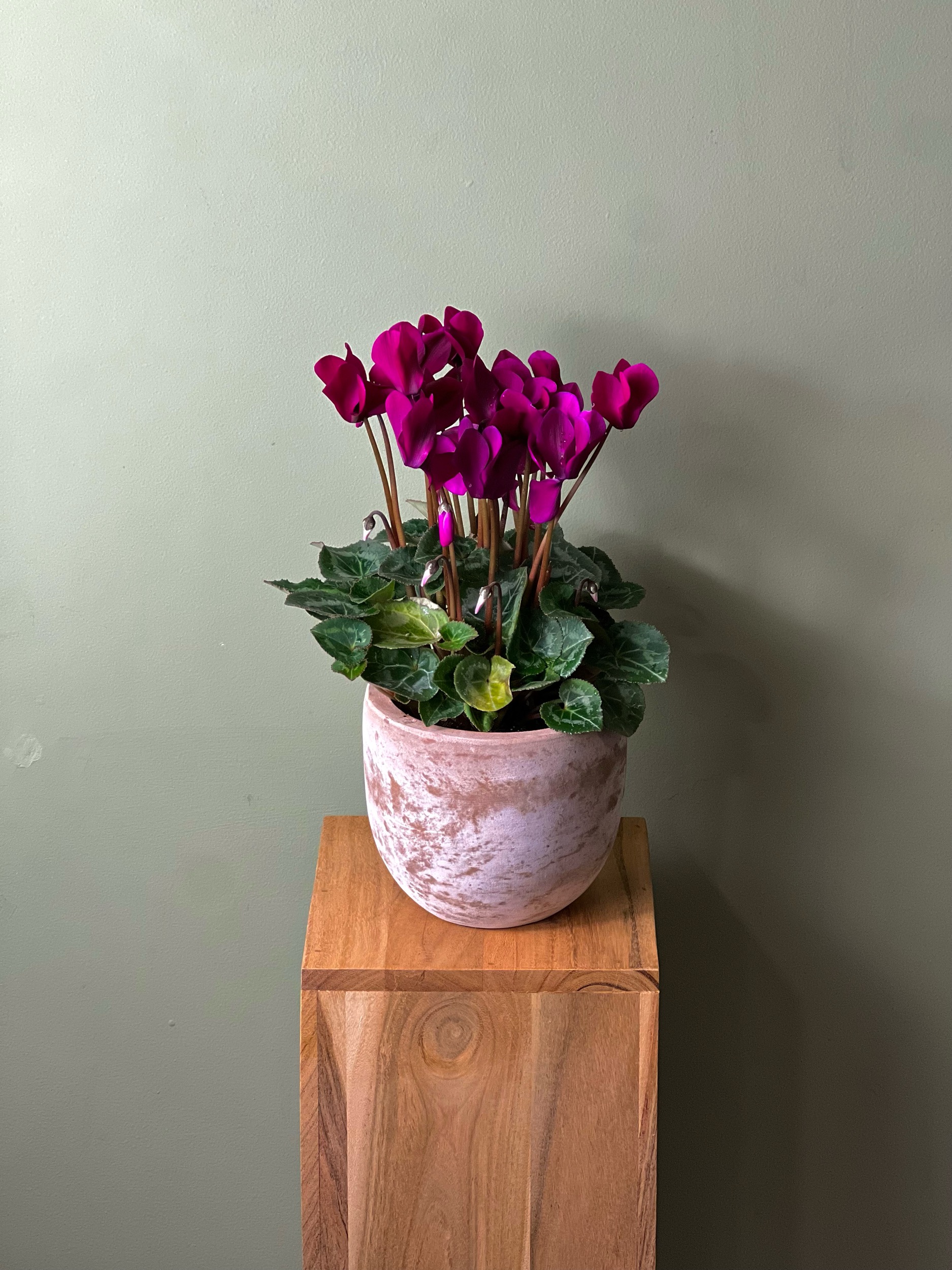 Purple Cyclamen