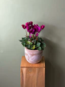 Purple Cyclamen