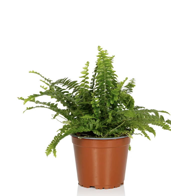 Boston Fern S