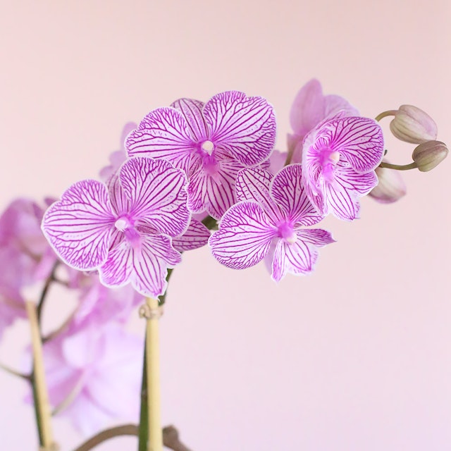Candy Pink Orchids