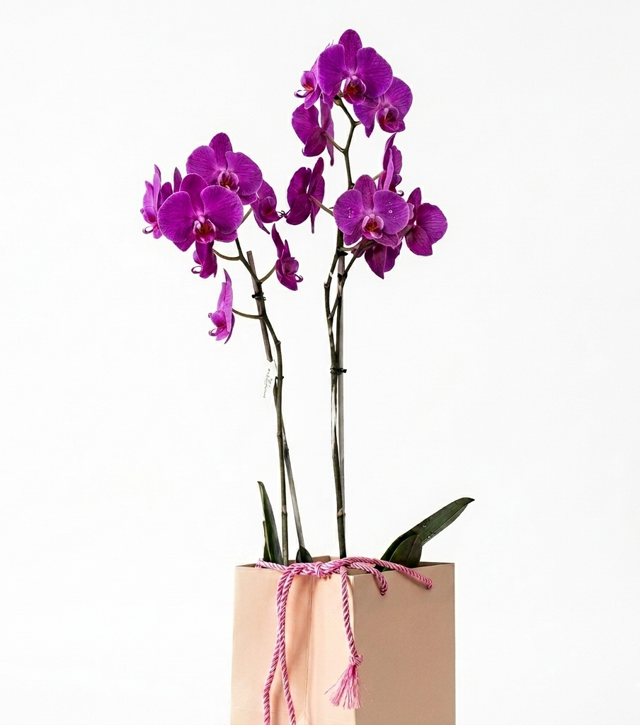 Pink Orchid