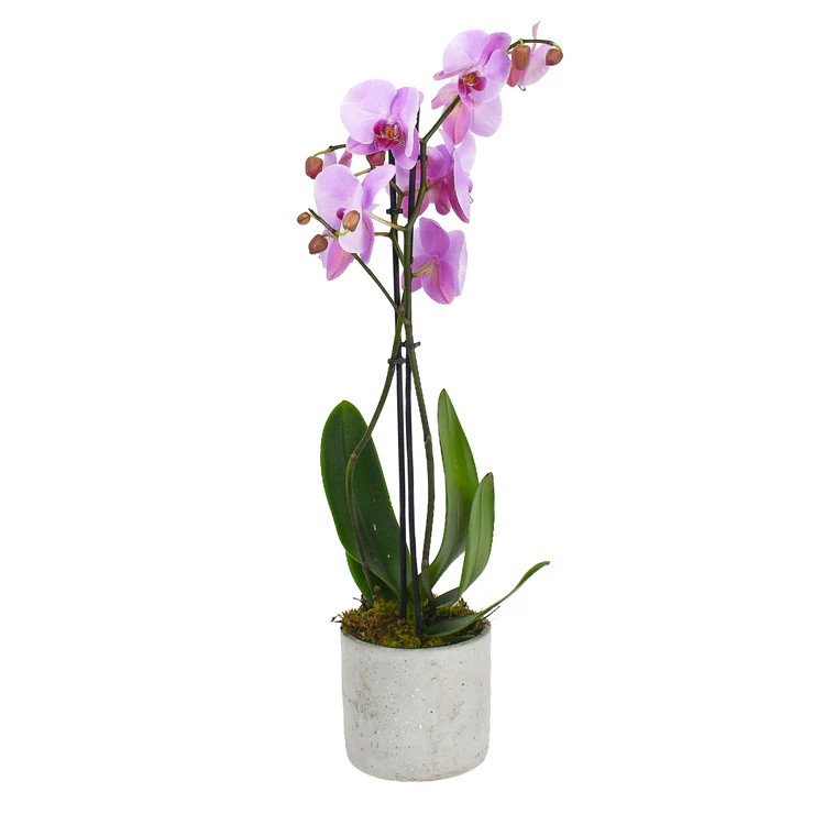 Original by Flowers & Plants Co — flowers available for delivery from Floom