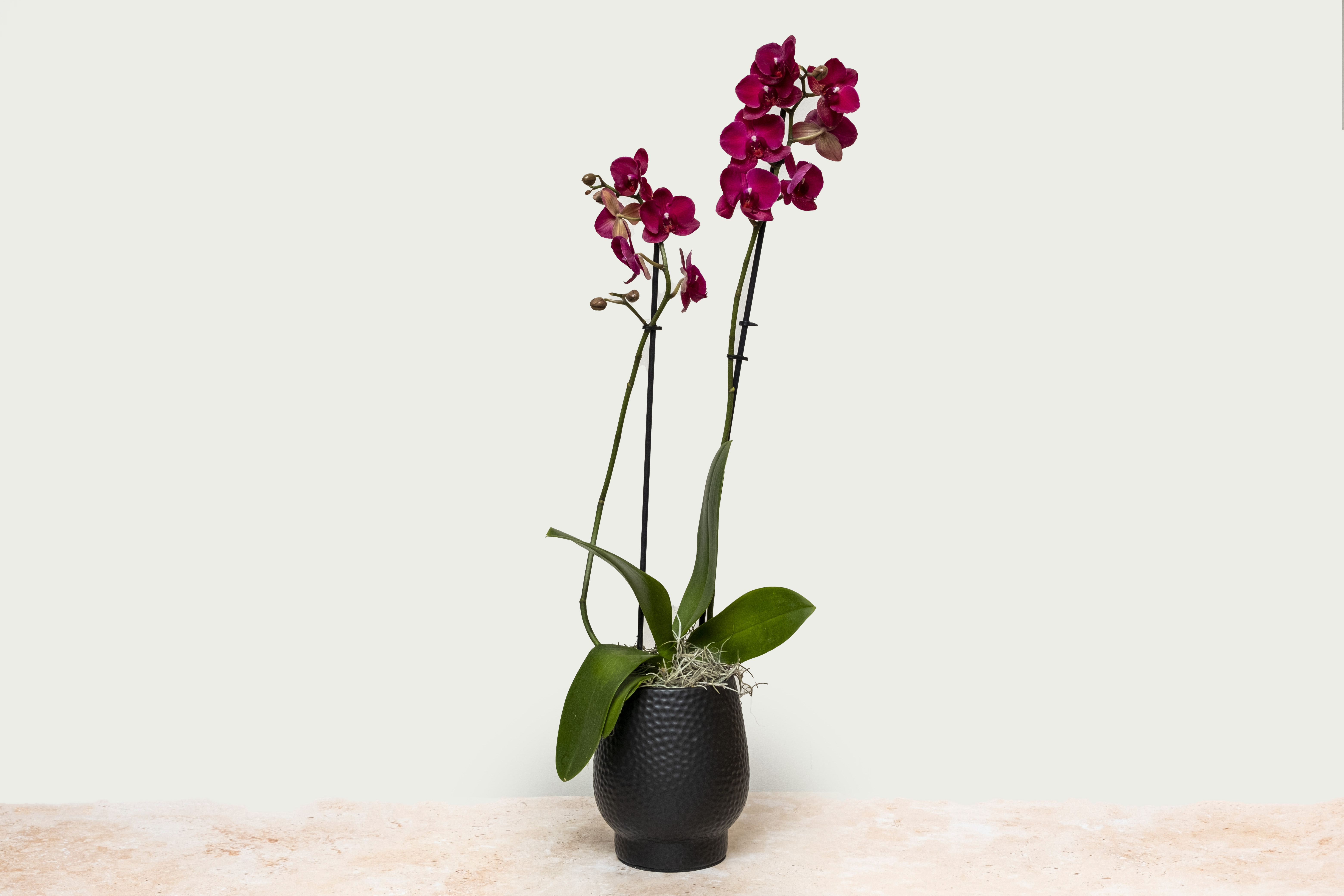 Dark purple Orchid