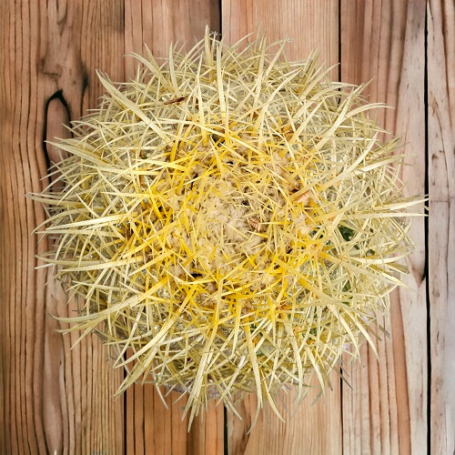 Barrel Cactus