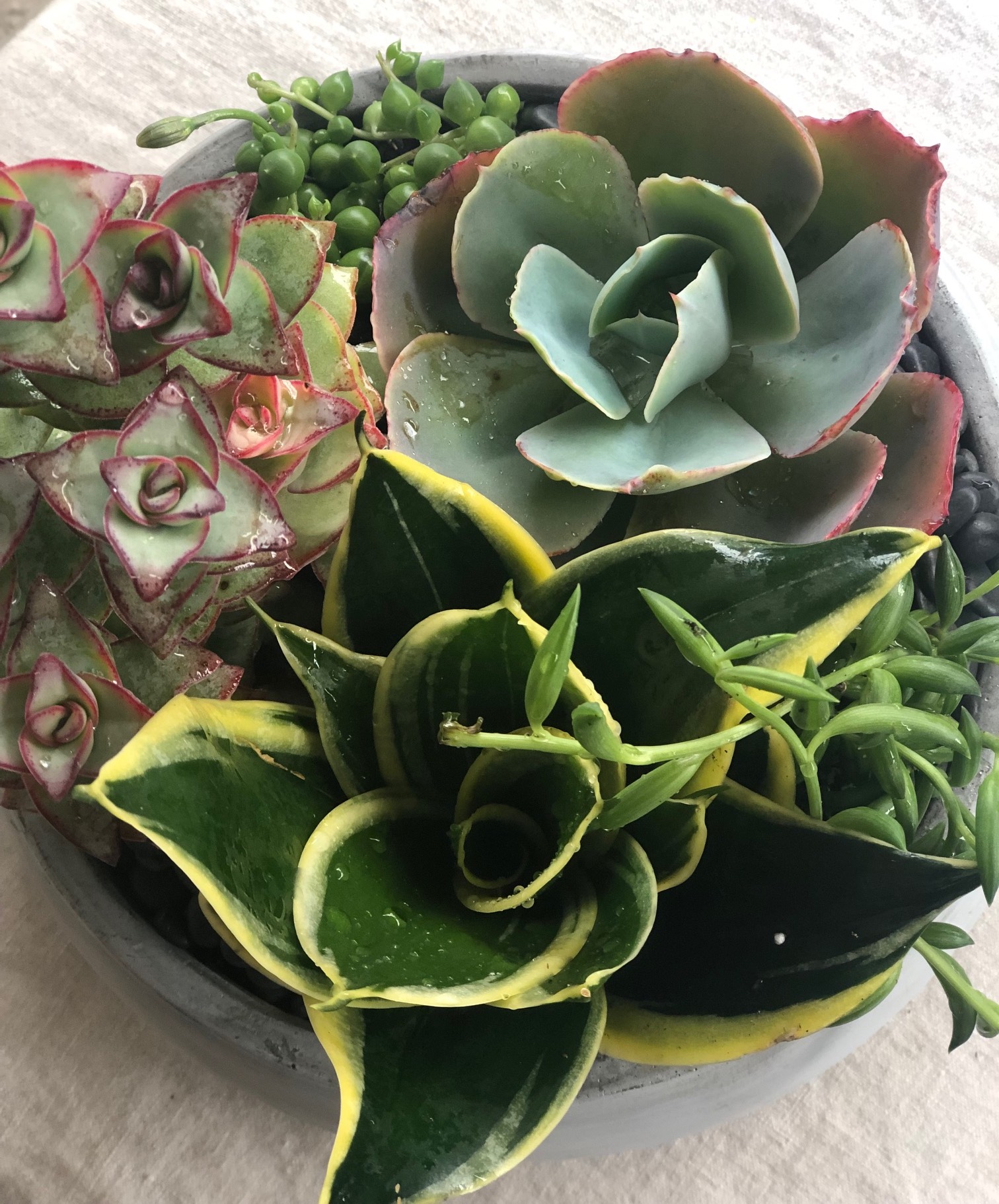 Concrete Bowl Succule