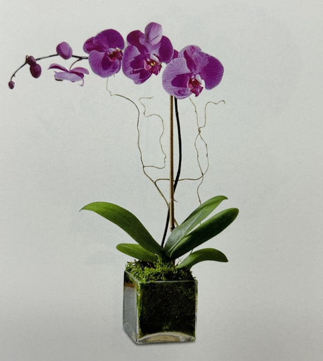 Purple Orchid