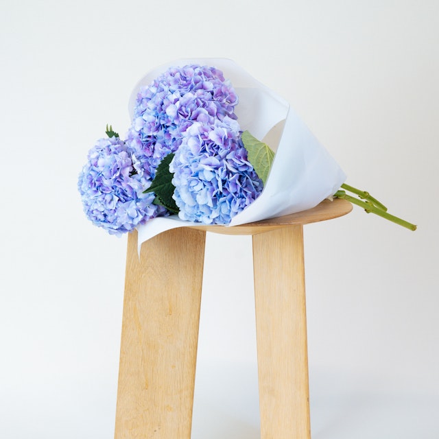 Vendetta Hydrangeas