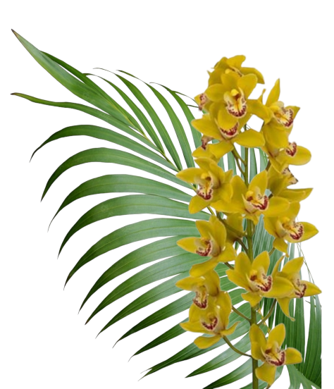 Cymbidium Orchid