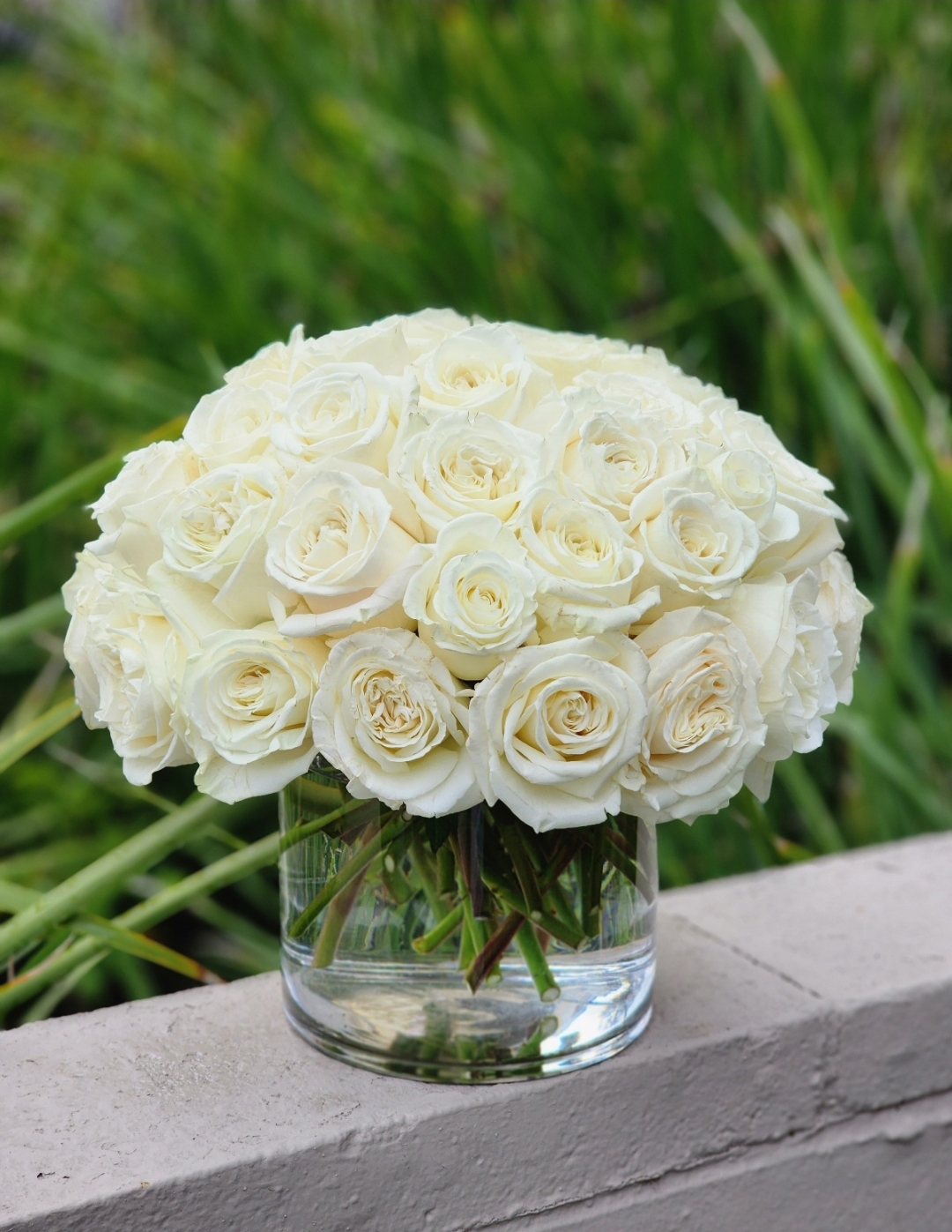 Magic White Roses
