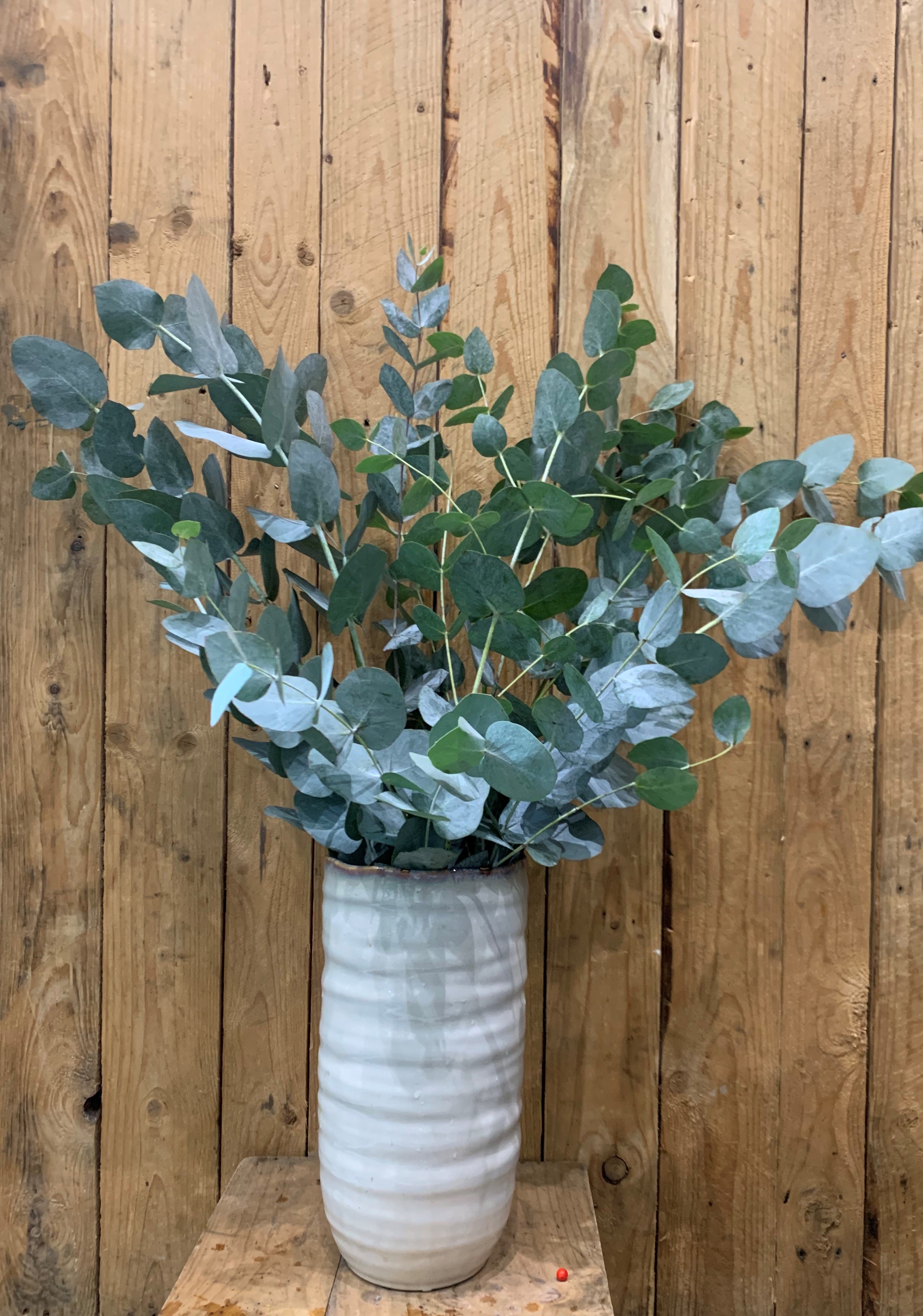 Eucalyptus