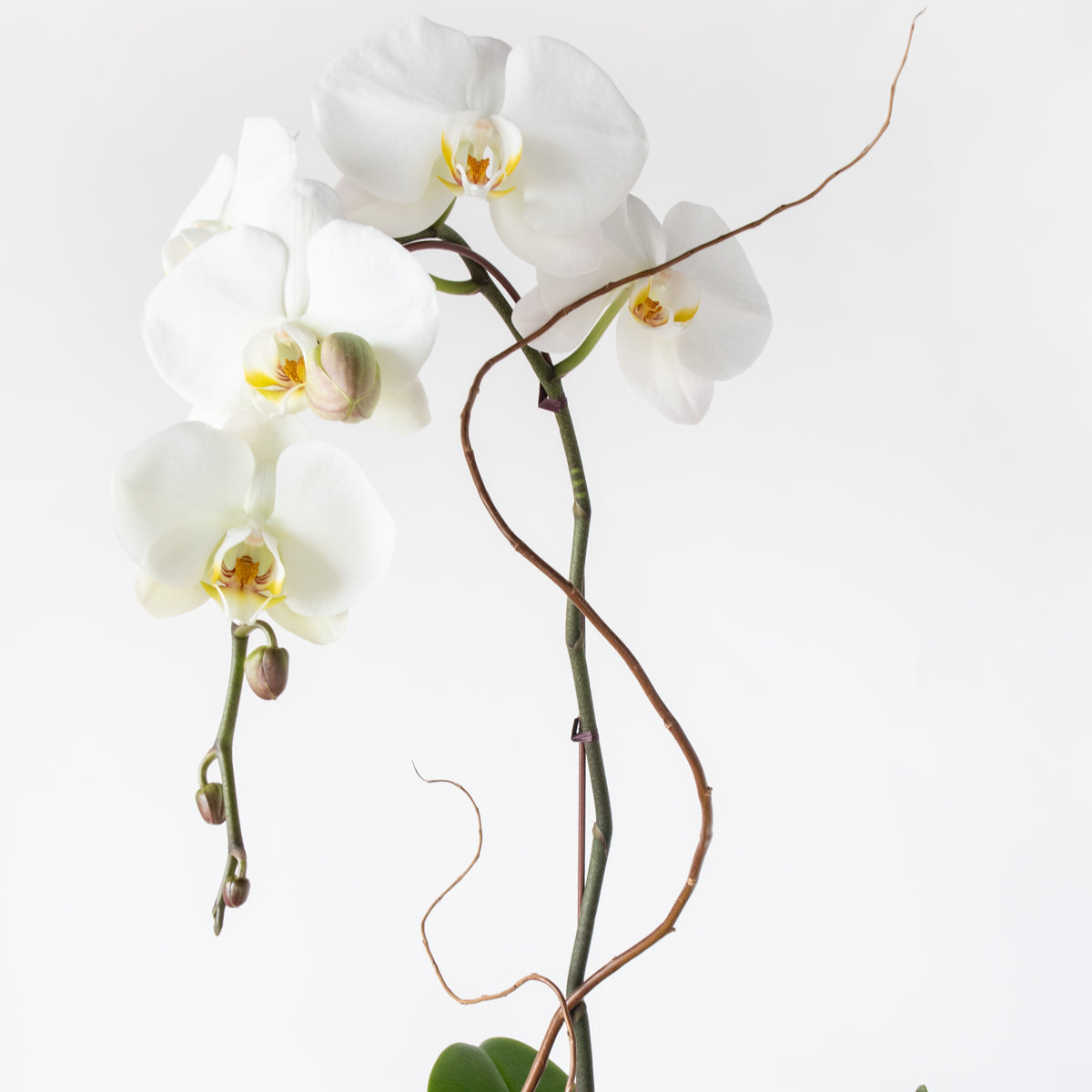 1 Stem Potted Orchid