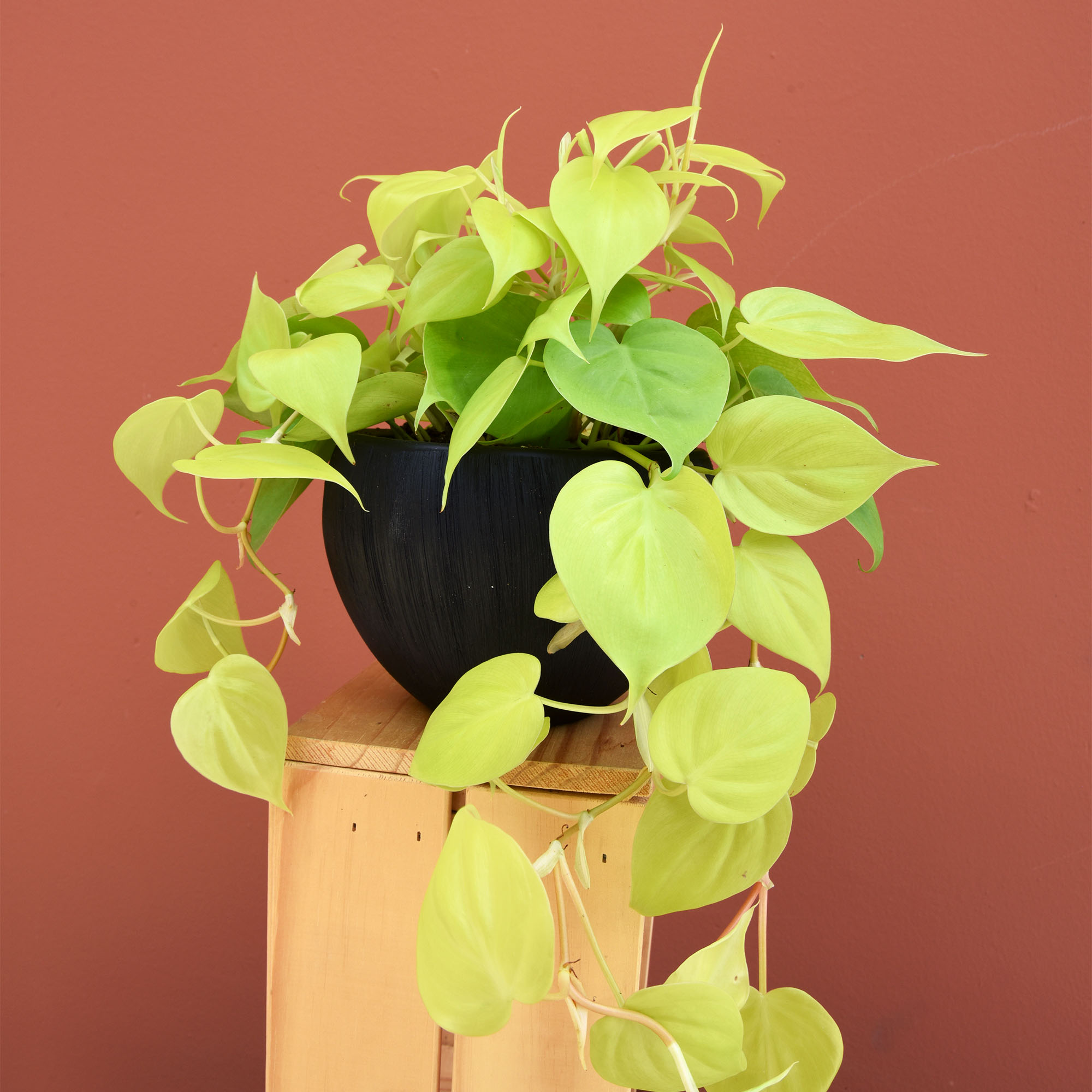 Lime Green Pothos