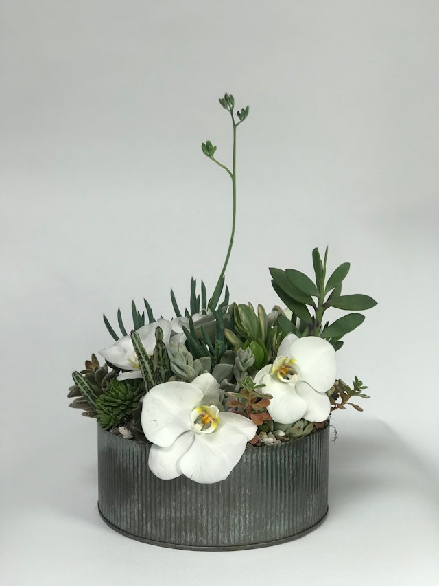 Succulents & Orchids