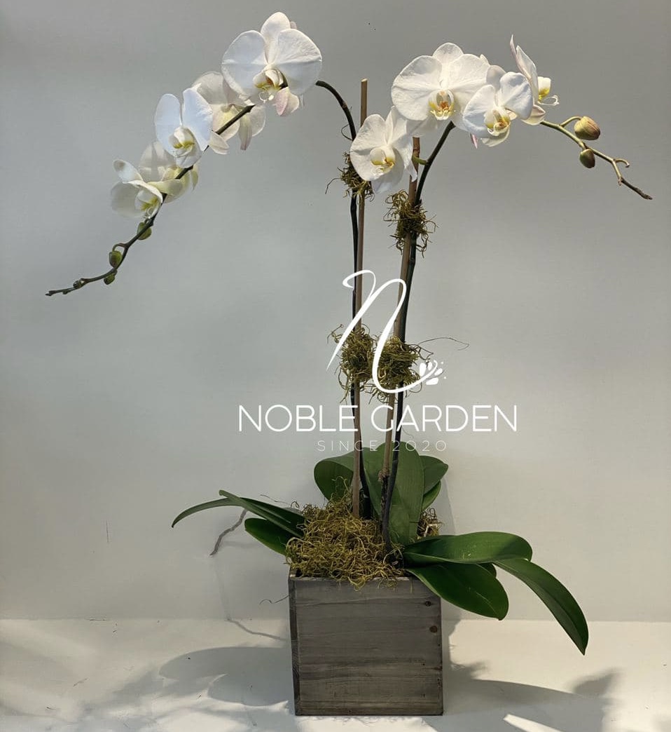 Orchid plant 1
