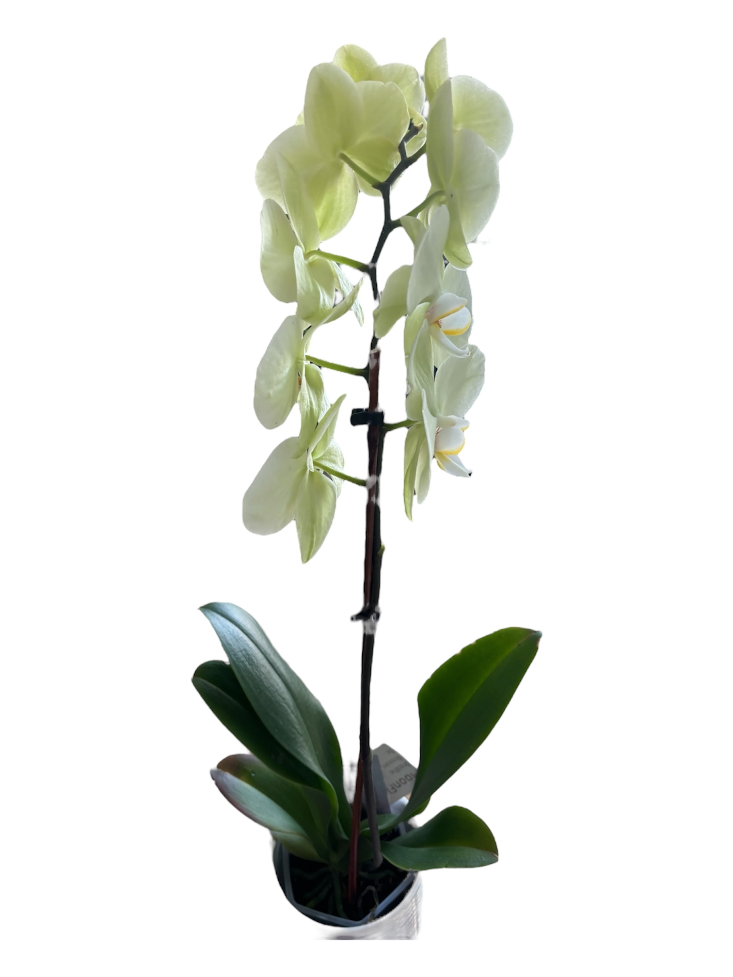 Elegant White Orchid