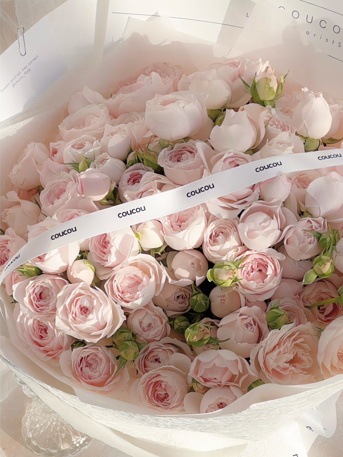 Spray rose fairy kiss