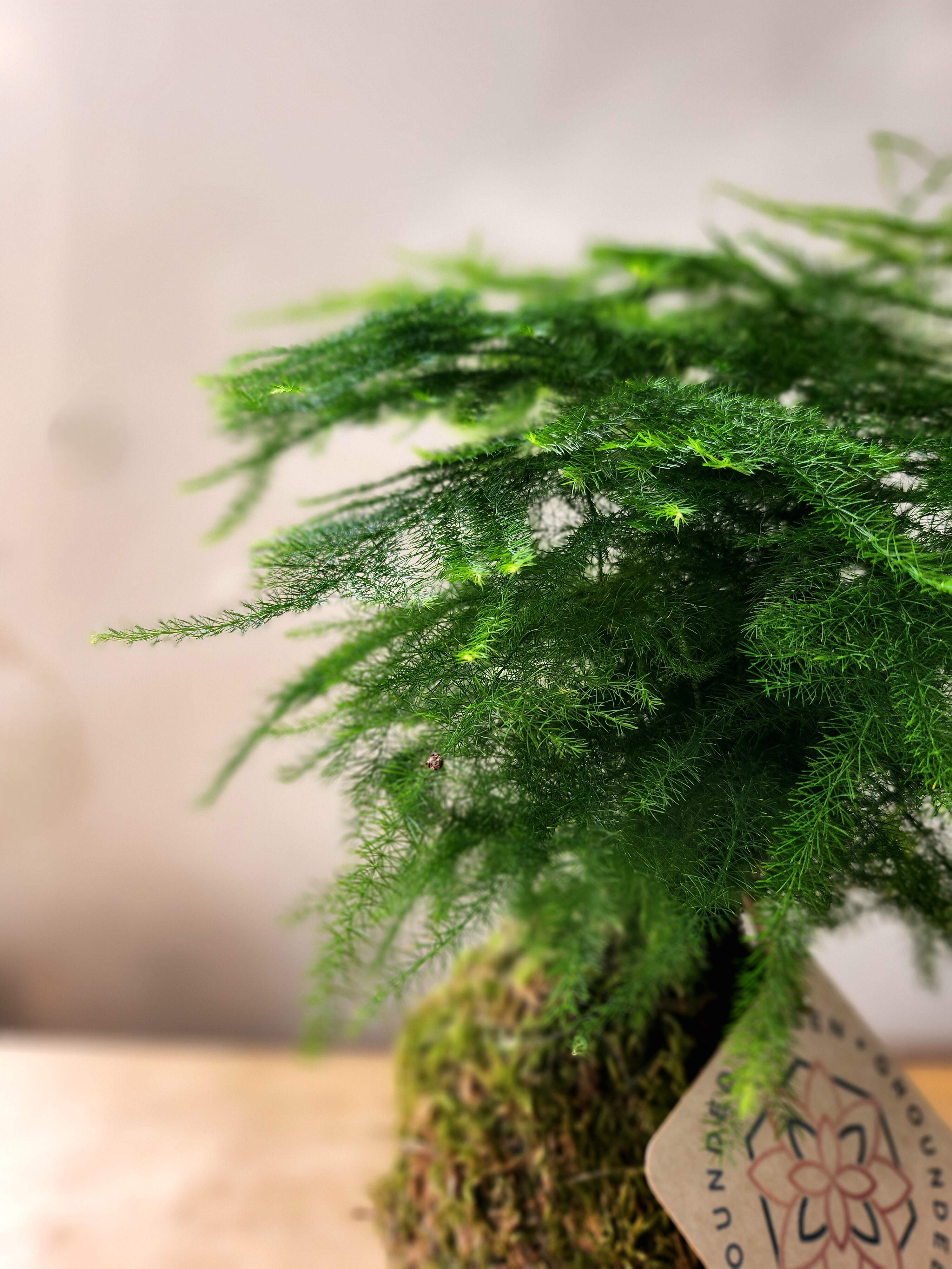 Fern Kokedama