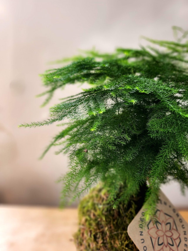 Fern Kokedama