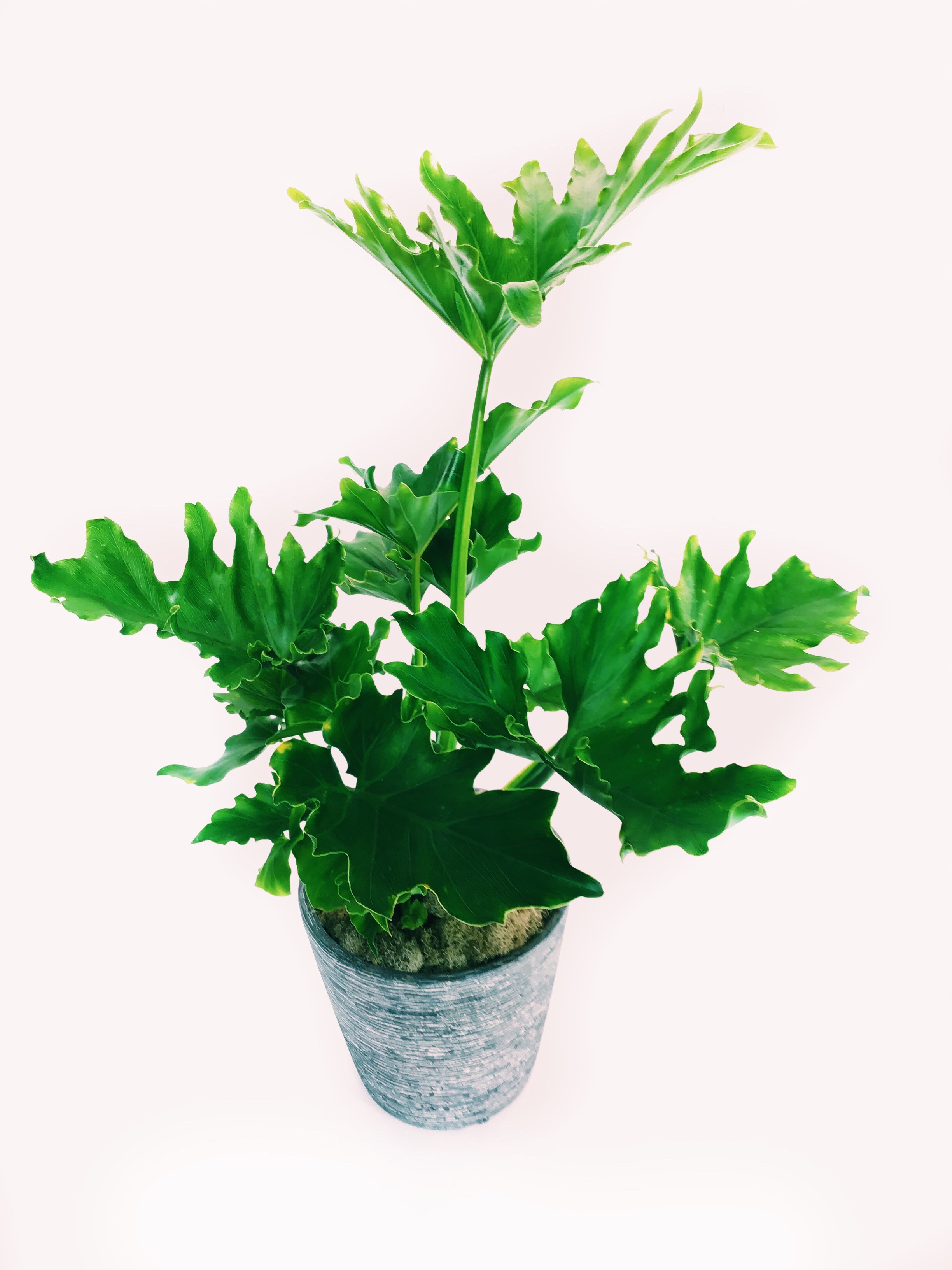 Philodendron