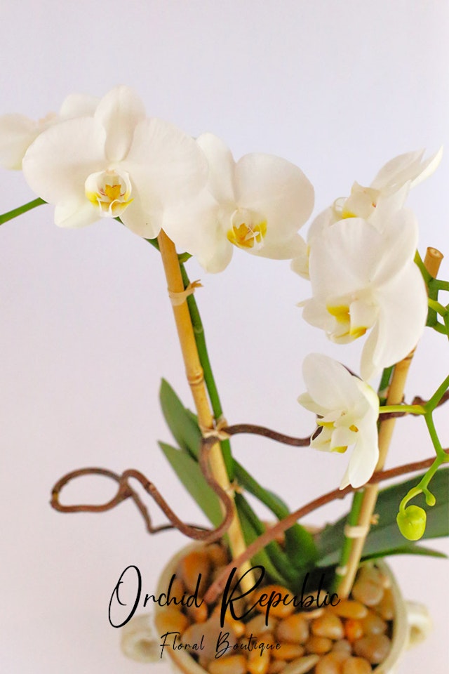 Crystal Cove Orchids