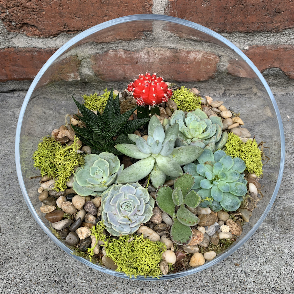 Succulents and Cactus
