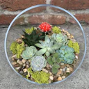 Succulents and Cactus