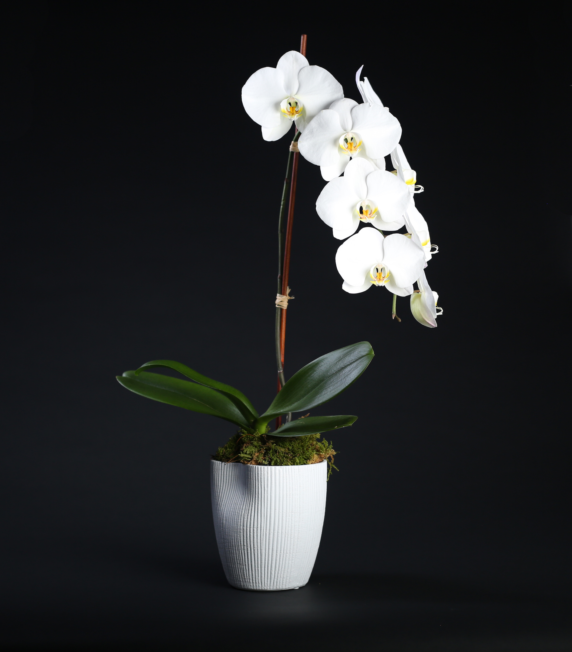 White Orchid 