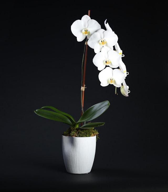 White Orchid