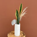 Sassy Sansevieria