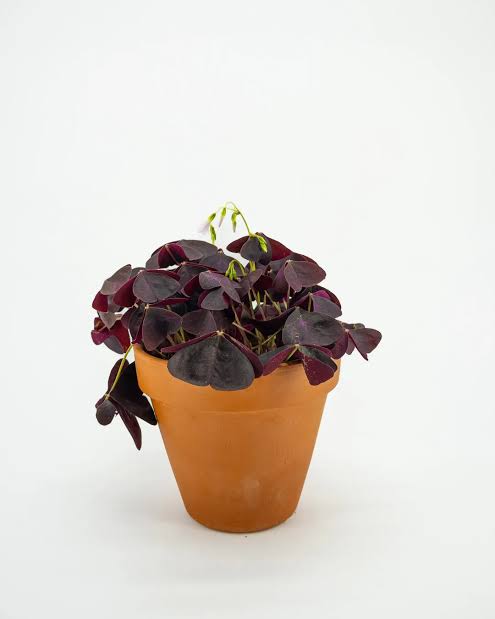 Original by Belle de Jour — flowers available for delivery from Floom