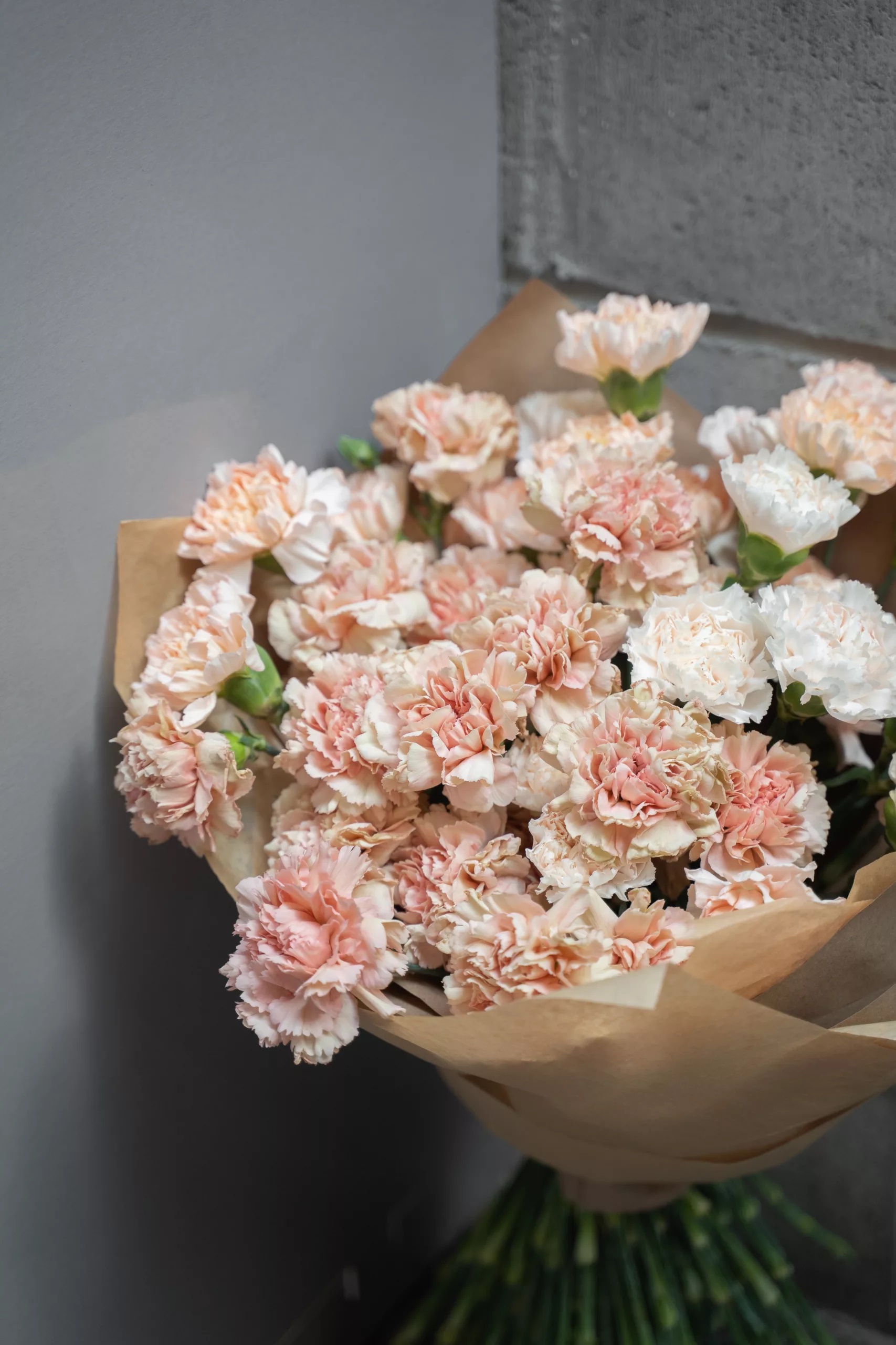 Astonishing Carnation