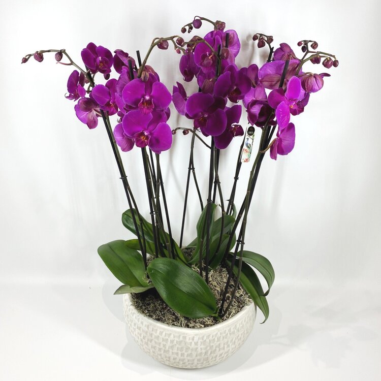 Orchid Planter Cerise