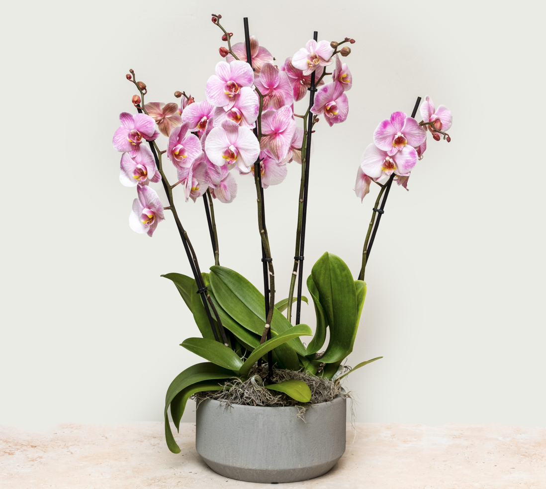 Large pink orchid