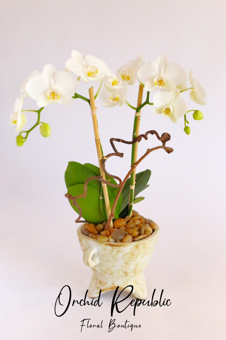 Crystal Cove Orchids