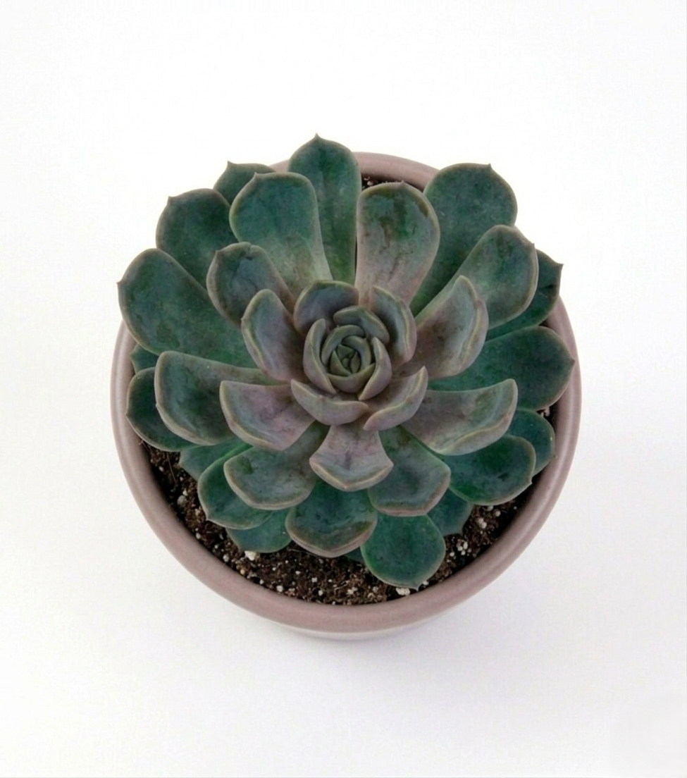 Echeveria