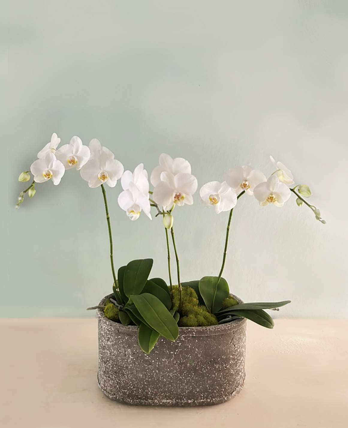 Olga Orchid Planter