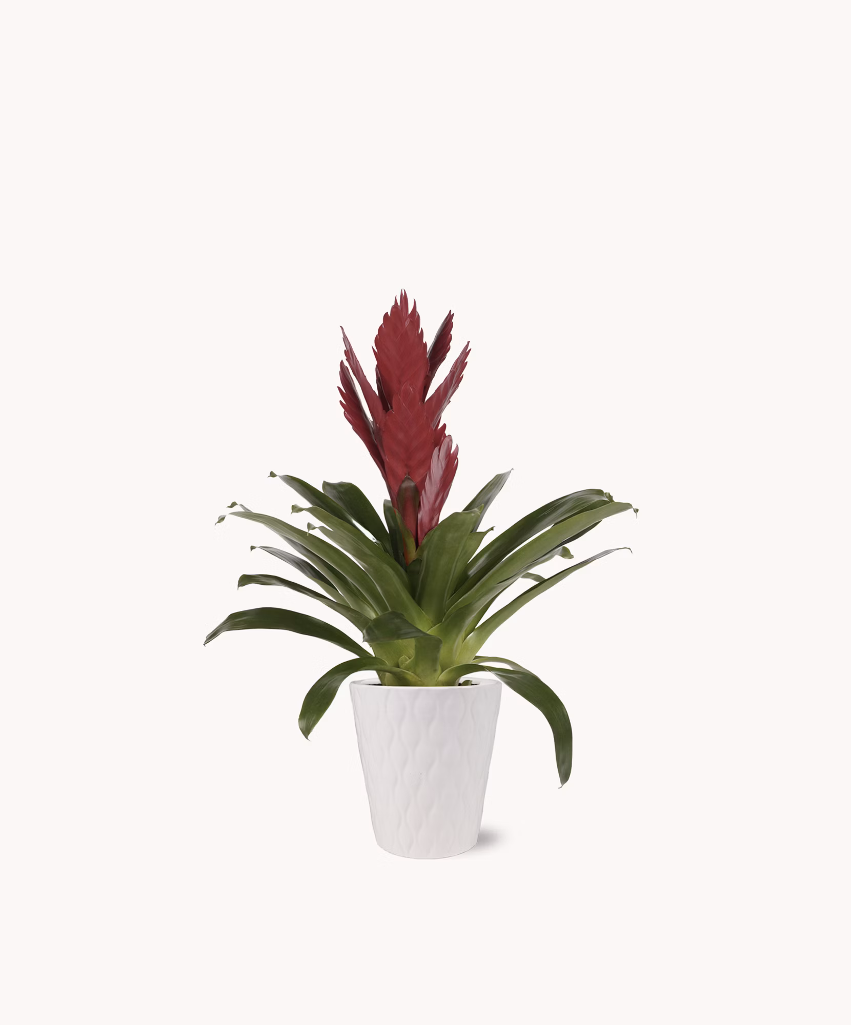 Purple and Maroon Bro